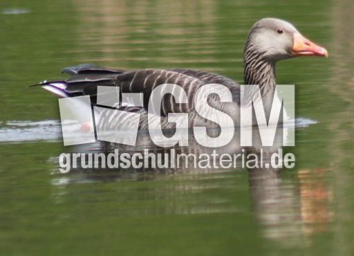 2-C-Graugans 040.jpg